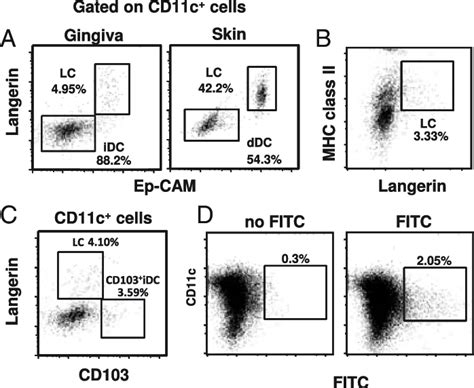 Characterization Of DC Subsets In The Bone Surrounding Gingiva