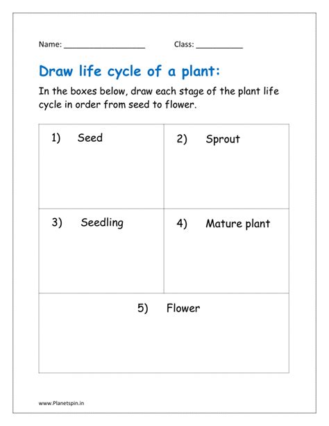 Plant Life Cycle Worksheet For Kindergarten