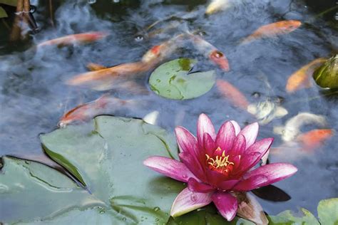 How To Plant Water Lilies In A Koi Pond