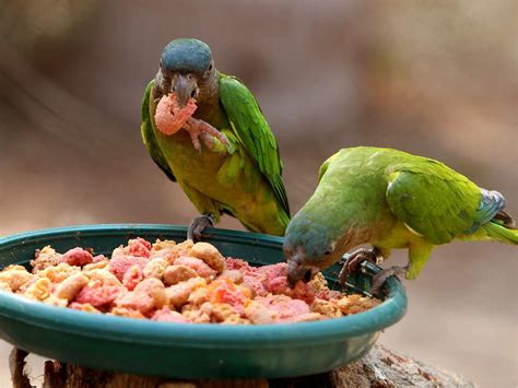 Fotos Aviario Nacional Galería de Fotos ELTIEMPO