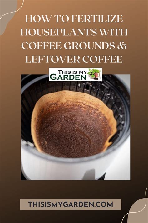 How To Fertilize Houseplants With Coffee Grounds And Leftover Coffee In 2024 Coffee Grounds