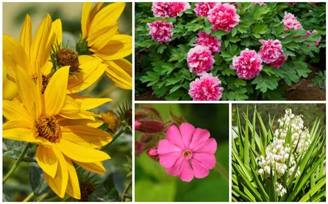 17 Full Sun Perennials for Your Garden (Photos) - Garden Lovers Club