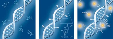 Edu Cell Proliferation Assay For Imaging