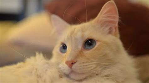 Uncovering The Beauty Of The Flame Point Siamese Cat