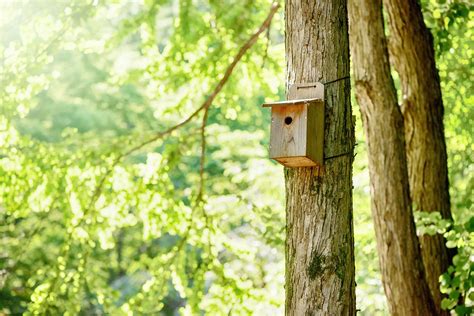 How To Build A Bird Box Diy Bird Box Plans