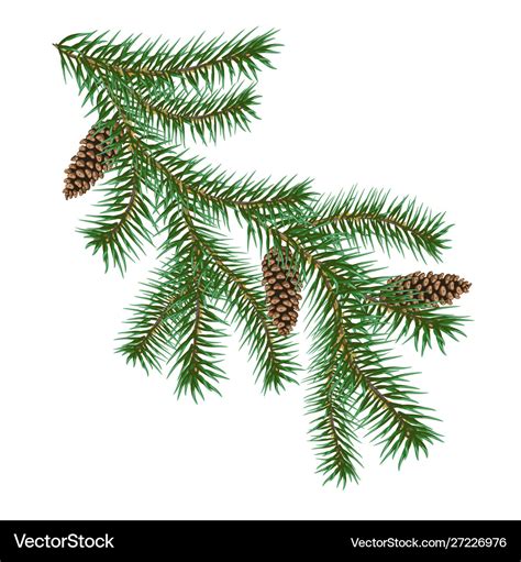 Christmas Tree Branches Royalty Free Vector Image