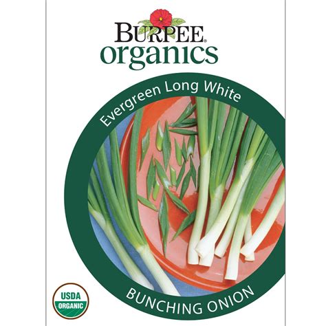 Burpee Organics Evergreen Long White Bunching Onion Seeds Non Gmo