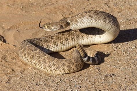 Discover 6 Types Of Rattlesnakes In Nevada Pets Tutorial