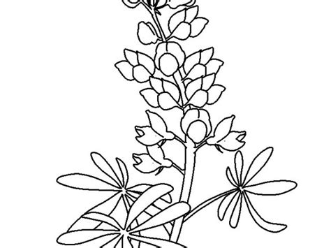 Bluebonnet Flower Drawing Free Download On Clipartmag