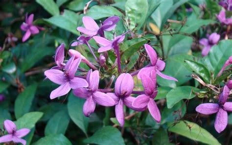 Violet Jasmine Ivy Paradise Planonline Plant Nursery