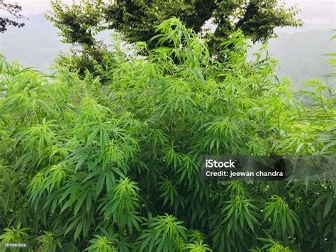 Cannabis Sativa Bhang Plant With Green Leaf Stock Photo Download