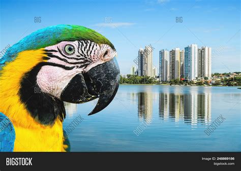 Bird Arara Caninde ( Image & Photo (Free Trial) | Bigstock