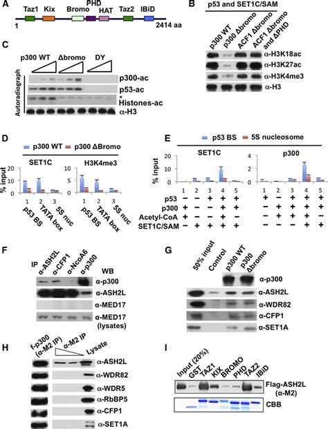 Role Of The P300 Bromodomain In Regulating Histone Acetylation H3k4