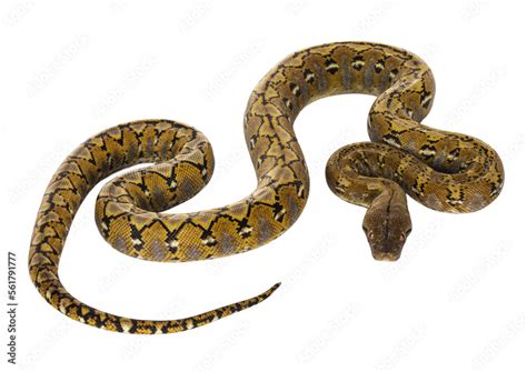 Beautiful Reticulated Python Aka Malayopython Reticulatus Snake In