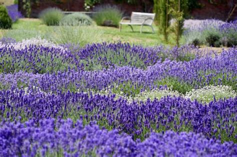 Englischer Lavendel im März ist Pflanzzeit