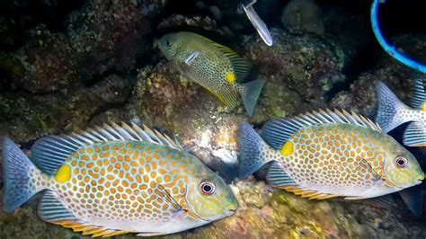 Night Spearfishing Ternyata Seperti Ini Sarangnya Ikan Baronangnya