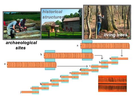 Learn About Dendrochronology | The College of Wooster Tree Ring Lab