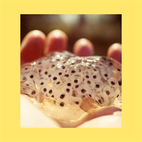 Découvrez La Fascinante Métamorphose Des Grenouilles Comment Ces