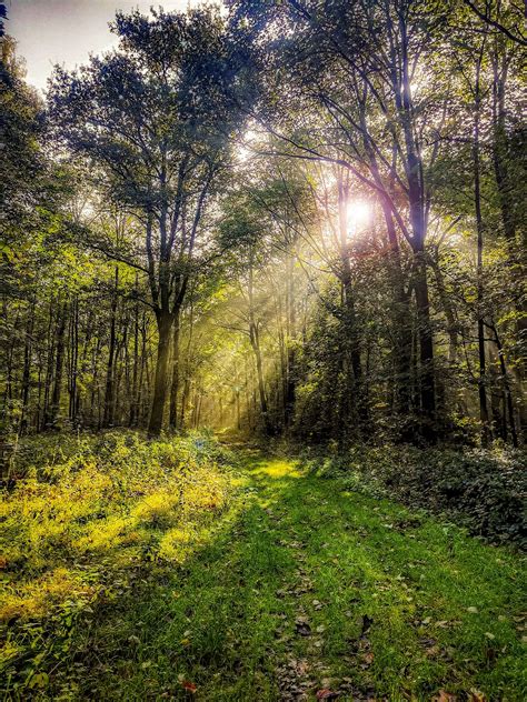 Sonnenlicht Sonnenstrahl Wald Kostenloses Foto Auf Pixabay Pixabay