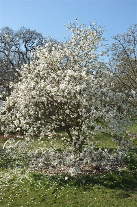 Magnolia × Loebneri Trees And Shrubs Online