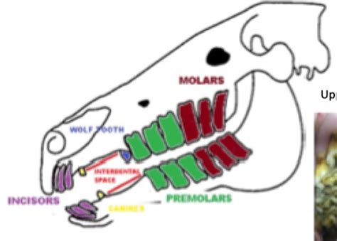 Dental Disease Flashcards Quizlet