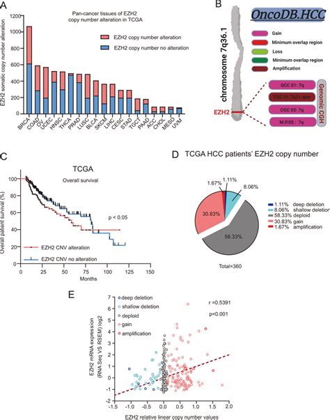 EZH2 Gene Copy Number Variation Affects Its Expression In HCC