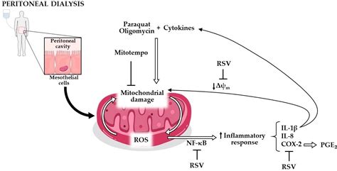 Antioxidants Free Full Text Involvement Of Mitochondrial