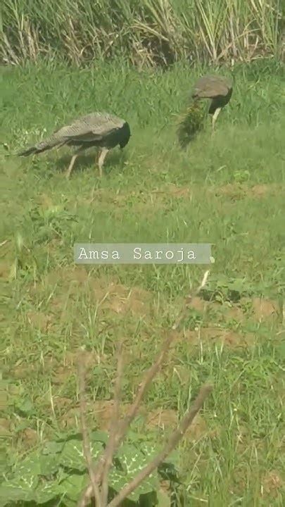 Peacocks 🦚🦚🦚 மயில்கள் Shortsviral Youtube