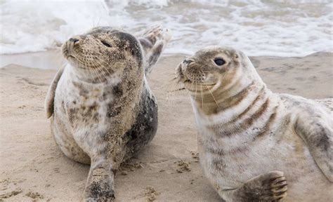 Why Are Seals So Friendly Revealing Reasons