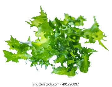 Wet Fresh Green Leaves Endive Frisee Stock Photo Shutterstock