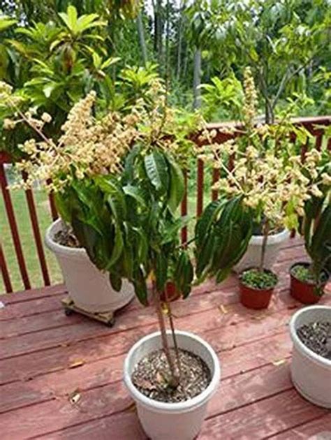 Full Sun Exposure Green Grafted Mango Plant For Fruits At Rs 90piece