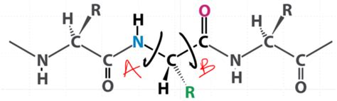 Chapter Protein Structure And Folding Jake Copy Flashcards Quizlet