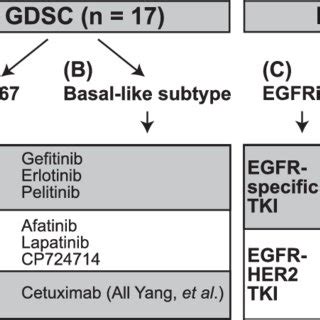 Experimental Outline Of The Study Two Bladder Cancer Cell Line Panels