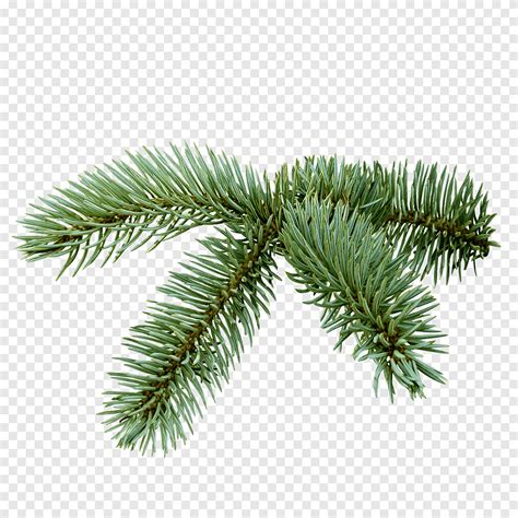 Spruce Christmas Tree Fir Tree Holidays Branch Png PNGEgg