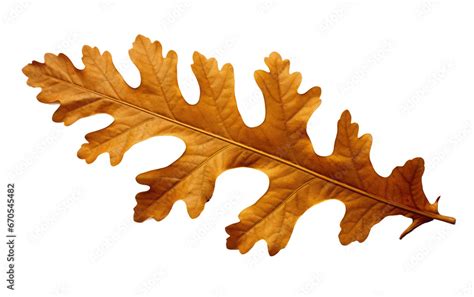 Oak Leaves Types and Shapes Transparent PNG Stock Illustration | Adobe ...