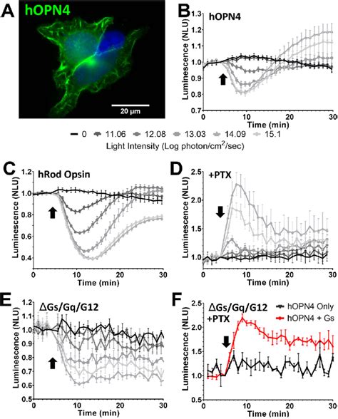 Human Melanopsin Shows Light Dependent Coupling Of Both Gα Io And Gα S