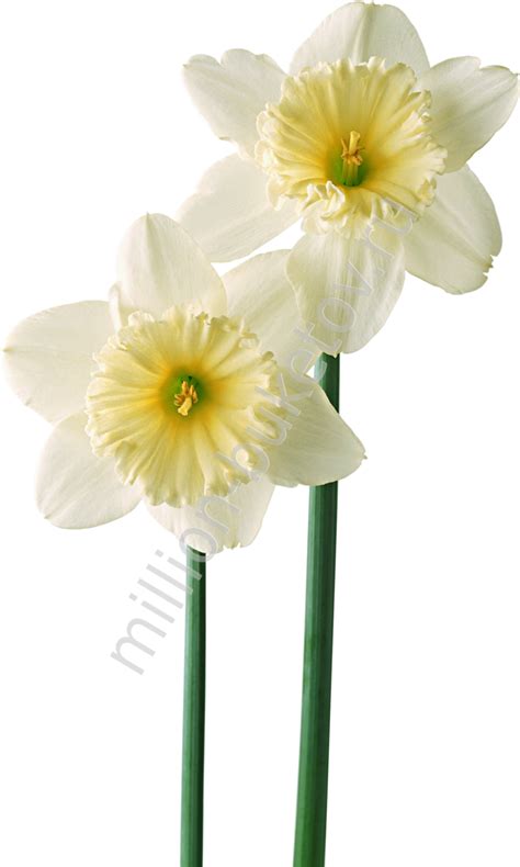 Белые нарциссы купить в Миллион Букетов | Доставка по Москве