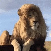 Leo GIFs - Find & Share on GIPHY