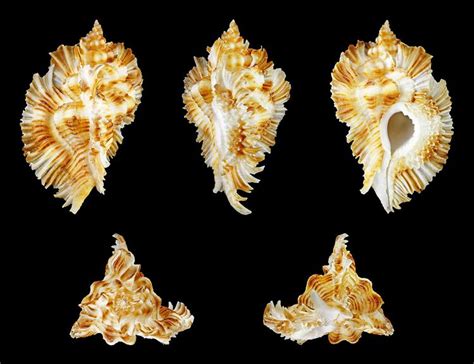 15 Rarest Seashells In The World