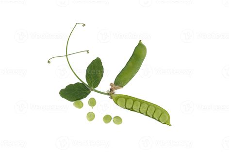 Open Pea Pods And Green Leaf Isolated Over White Stock Photo