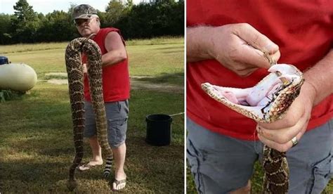 Big Diamondback Rattlesnake World S Largest Rattlesnake Found In Florida