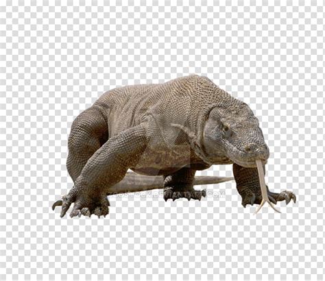 Komodo Dragon Clip Art Library