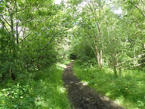 Footpath In The Woods At Fishcross Eirian Evans Cc By Sa 2 0