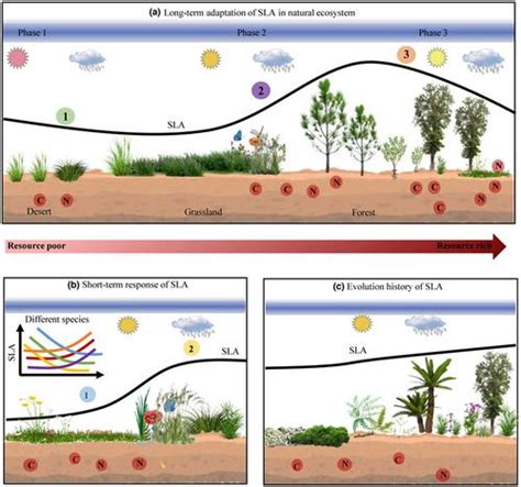 Divergent Response And Adaptation Of Specific Leaf Area To