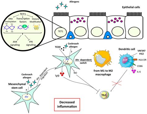 Beneficial Effects Of Aryl Hydrocarbon Receptor AhR Activation In