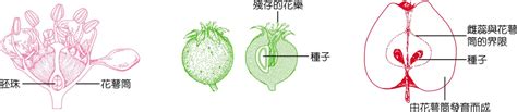 果實的定義與傳播意義 生物科共同備課網