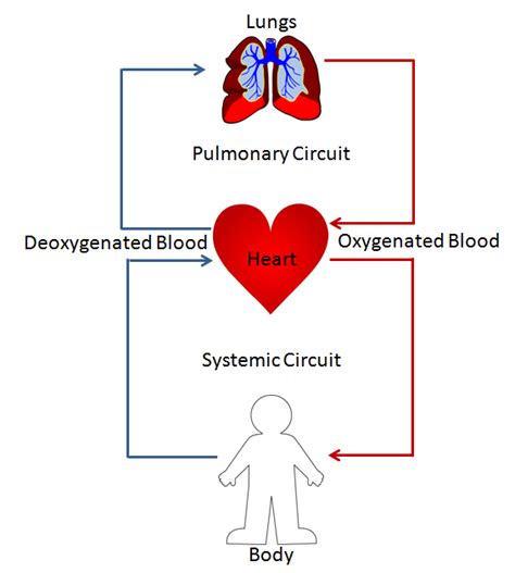 Double Circulation Definition 2 Loops Flowcharttypes Importance