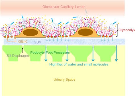 Glomerular Endothelial Cells