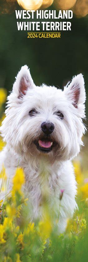 West Highland White Terrier Kalender 2024 Slimline Bol