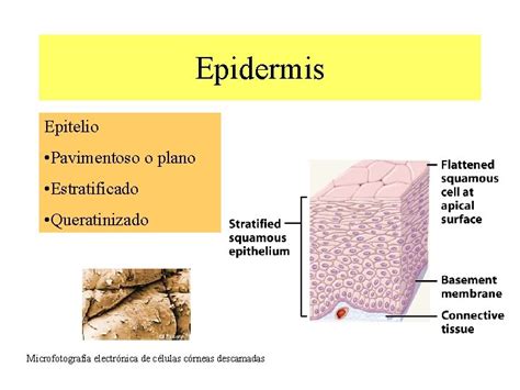 Sistema Tegumentario Estructura De La Piel Epidermis Dermis